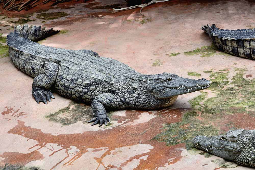 La Ferme aux Crocodiles